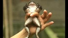 抓青蛙的视频,一场生态与自然的视觉盛宴